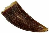 Serrated Raptor Tooth - Real Dinosaur Tooth #300878-1